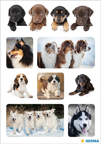 Decor stickers honden