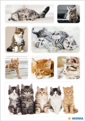Decor stickers kittens